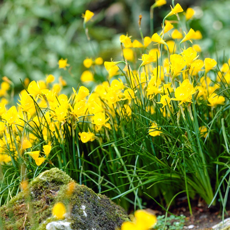 Bestselling Fall-Planted Bulbs
